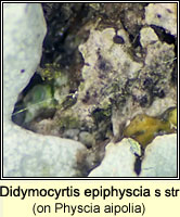 Didymocyrtis epiphyscia sens str on Physcia
