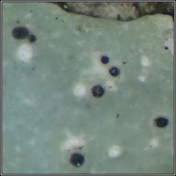 Q on Punctelia borreri