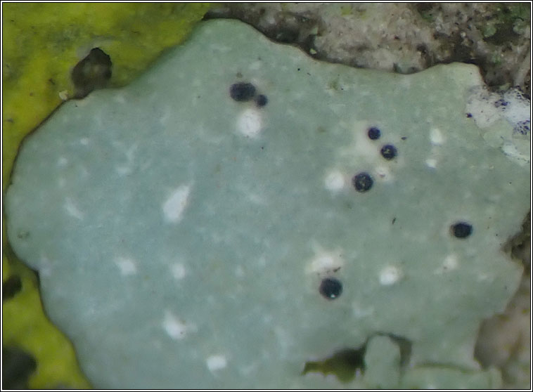 Q on Punctelia borreri