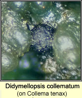 Didymellopsis collematum on Collema tenax v ceranoides
