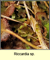 Riccardia sp