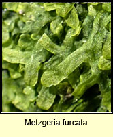 Metzgeria furcata, Forked veilwort