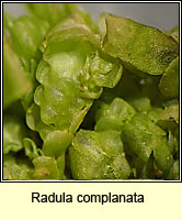 Radula complanata, Even Scalewort