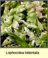 Lophocolea bidentata, Bifid Crestwort