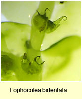 Lophocolea bidentata, Bifid Crestwort