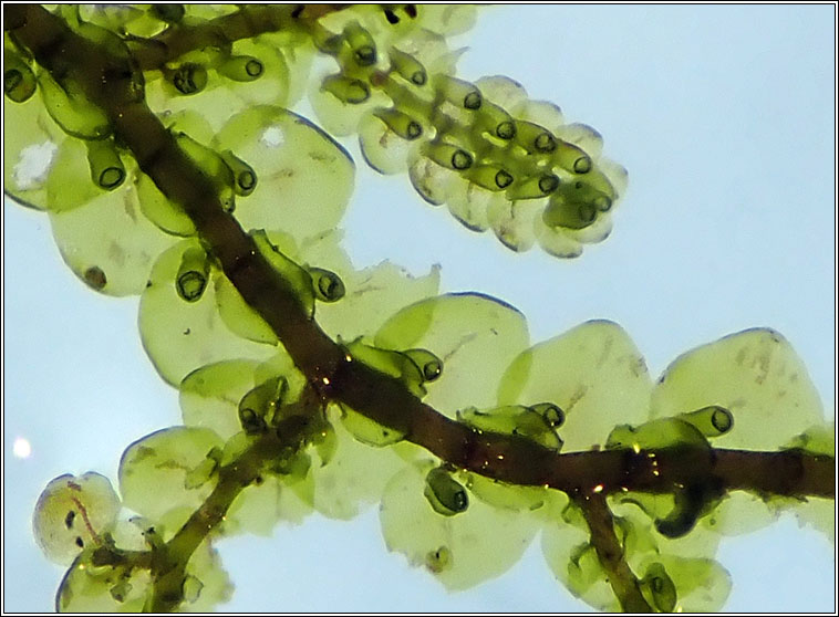 Frullania tamarisci, Tamarisk Scalewort