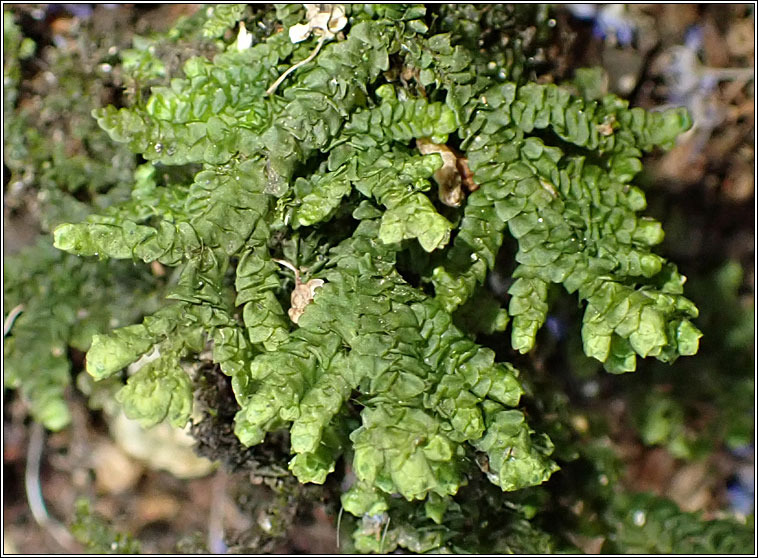 Porella platyphylla, Wall Scalewort
