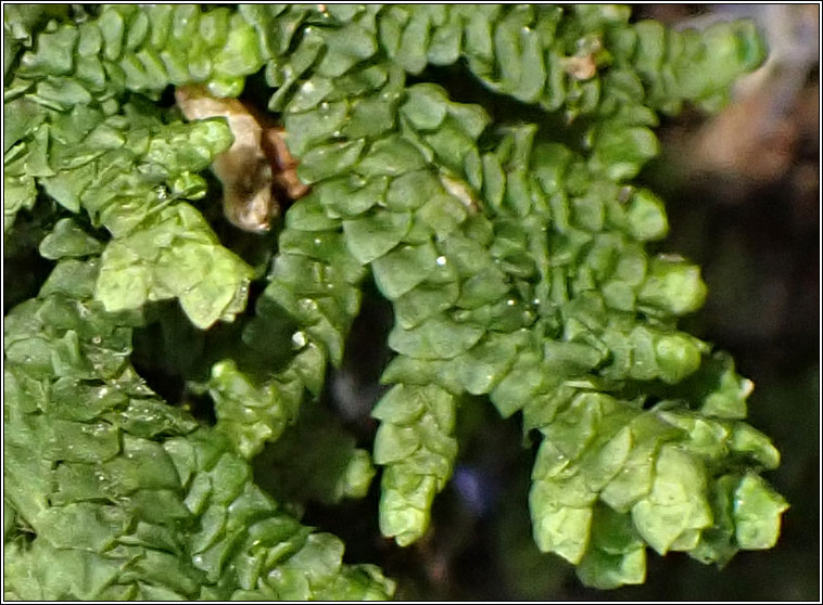 Porella platyphylla, Wall Scalewort