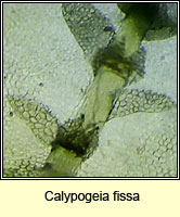 Calypogeia fissa, Common Pouchwort