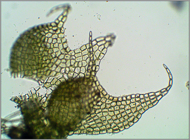 Nowellia curvifolia, Cephalozia curvifolia, Rustwort