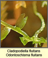 Cladopodiella fluitans, Bog Notchwort