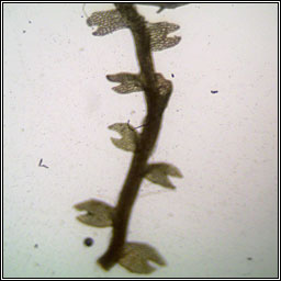 Cladopodiella fluitans, Odontoschisma fluitans, Bog Notchwort