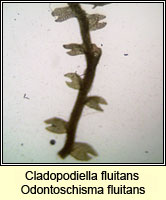 Cladopodiella fluitans, Bog Notchwort