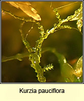 Kurzia pauciflora, Bristly Fingerwort