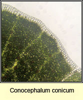 Conocephalum conicum, Great Scented Liverwort