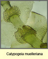 Calypogeia muelleriana, Mueller's Pouchwort