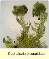 Cephalozia bicuspidata, Two-horned Pincerwort