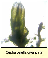 Cephaloziella divaricata, Common Threadwort
