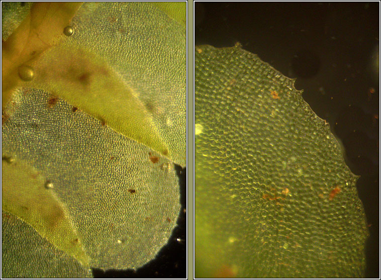 Plagiochila asplenioides, Greater Featherwort