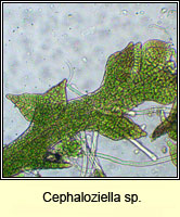 Cephaloziella sp