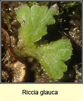 Riccia glauca, Glaucous Crystalwort