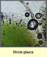 Riccia glauca, Glaucous Crystalwort