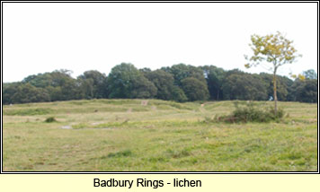 Badbury Rings, Dorset