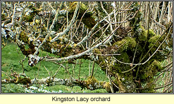 Kingston Lacy, orchard lichens