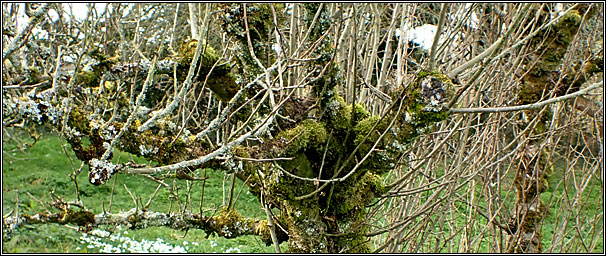 Kingston Lacy, orchard lichens