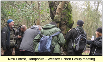New Forest, Hampshire - WLG meeting
