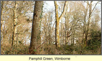 Pamphill Green, Wimborne, Dorset