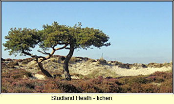 Studland Heath, Dorset