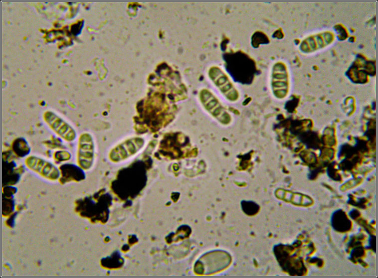 Opegrapha physciaria, Phacothecium varium