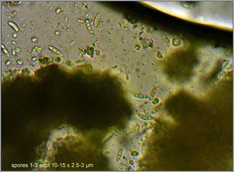 Cliostomum griffithii, spores