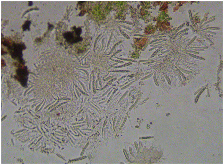 Anisomeridium polypori, spores