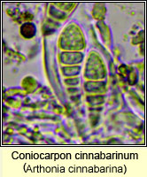 Coniocarpon cinnabarinum (Arthonia cinnabarina)