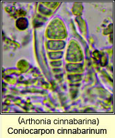 Coniocarpon cinnabarinum (Arthonia cinnabarina)