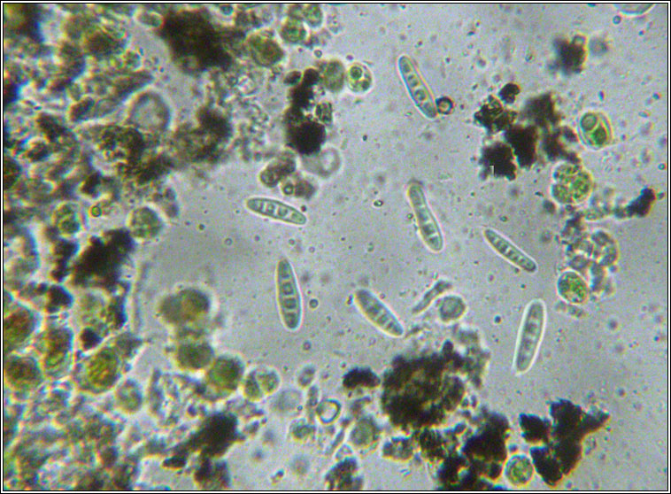 Opegrapha gyrocarpa, spores