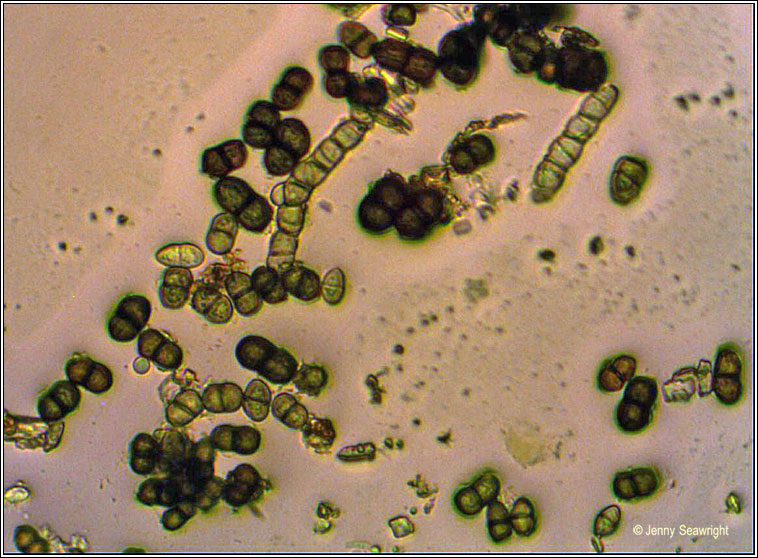 Cyphelium inquinans, spores