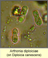 Arthonia diploiciae