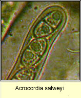 Acrocordia salweyi 