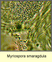 Myriospora smaragdula (Acarospora smaragdula)