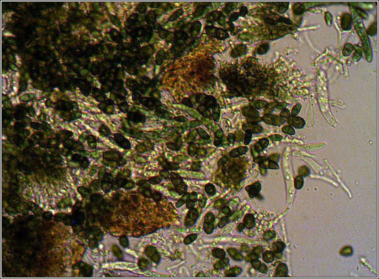 Calicium glaucellum, spores