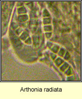 Arthonia radiata, spores