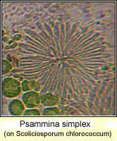 Psammina simplex