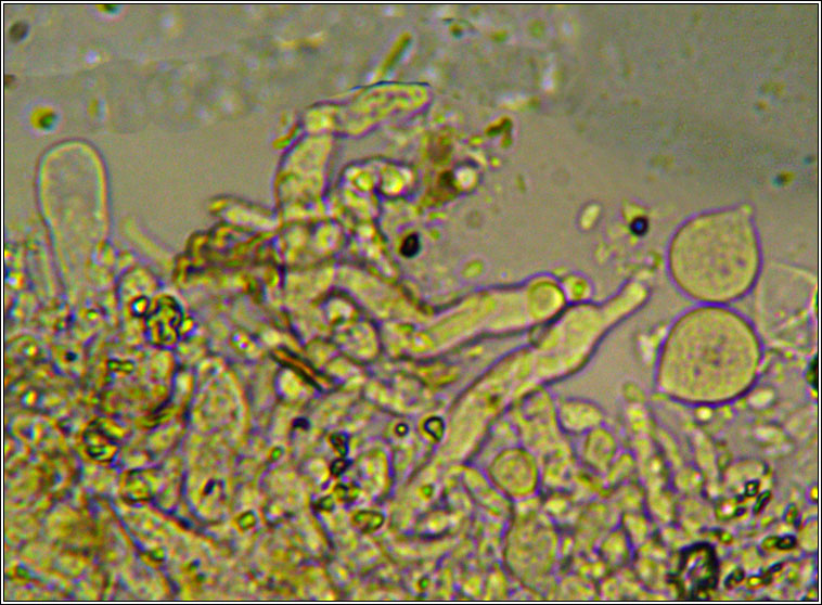 Laetisaria lichenicola
