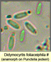 Didymocyrtis foliaceiphila