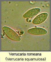 Verrucaria romeana (Verrucaria squamulosa)