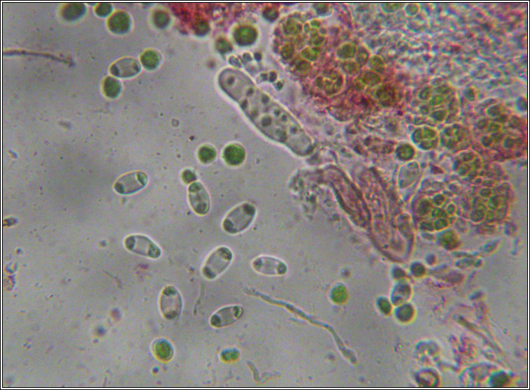 Caloplaca flavocitrina