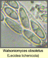 Watsoniomyces obsoletus (Lecidea lichenicola)